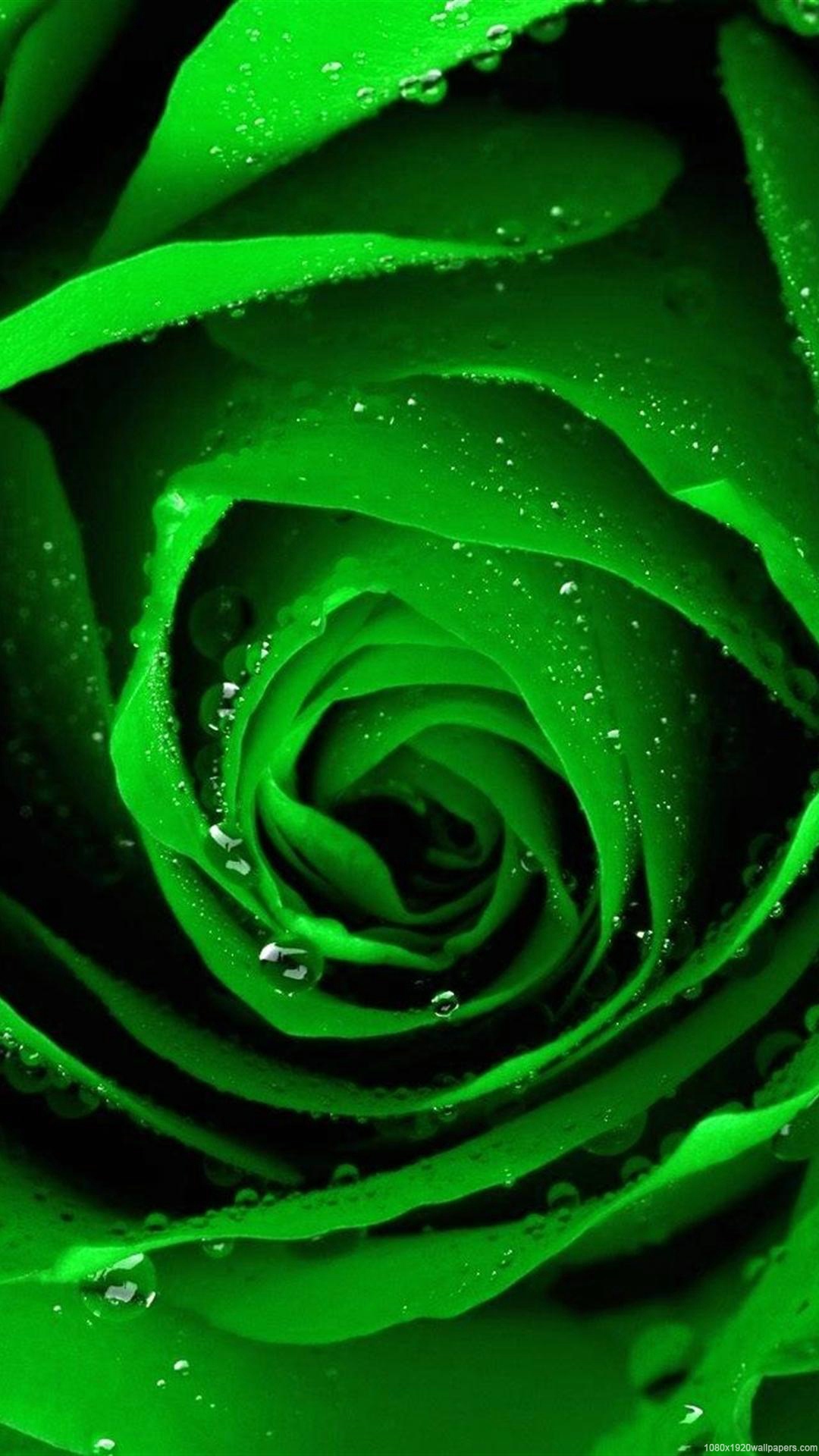 Green Roses Butterfly LWP APK for Android Download