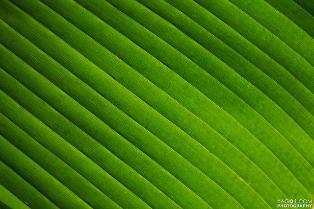 Image gallery for banana leaf pattern wallpaper