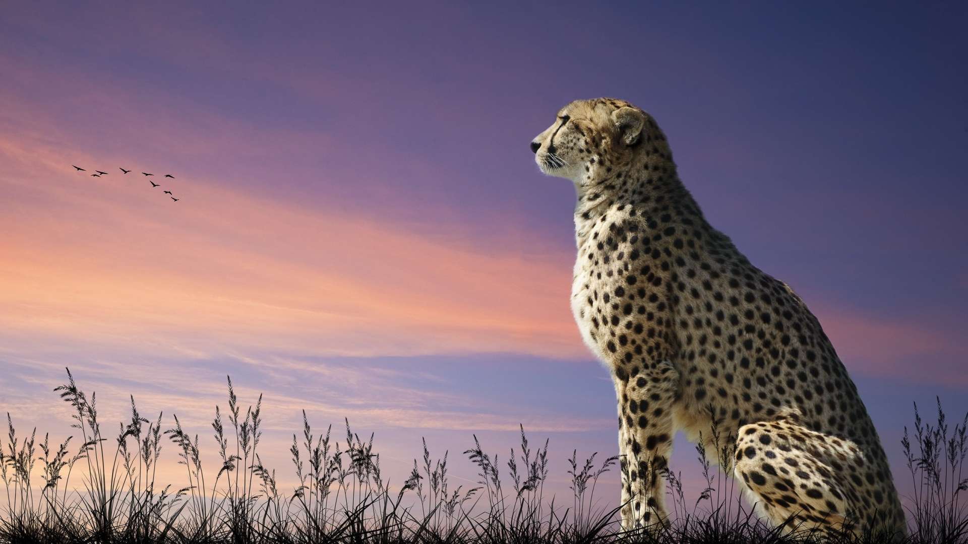 Cheetah HD Wallpaper Is A Fantastic For Your Pc And It
