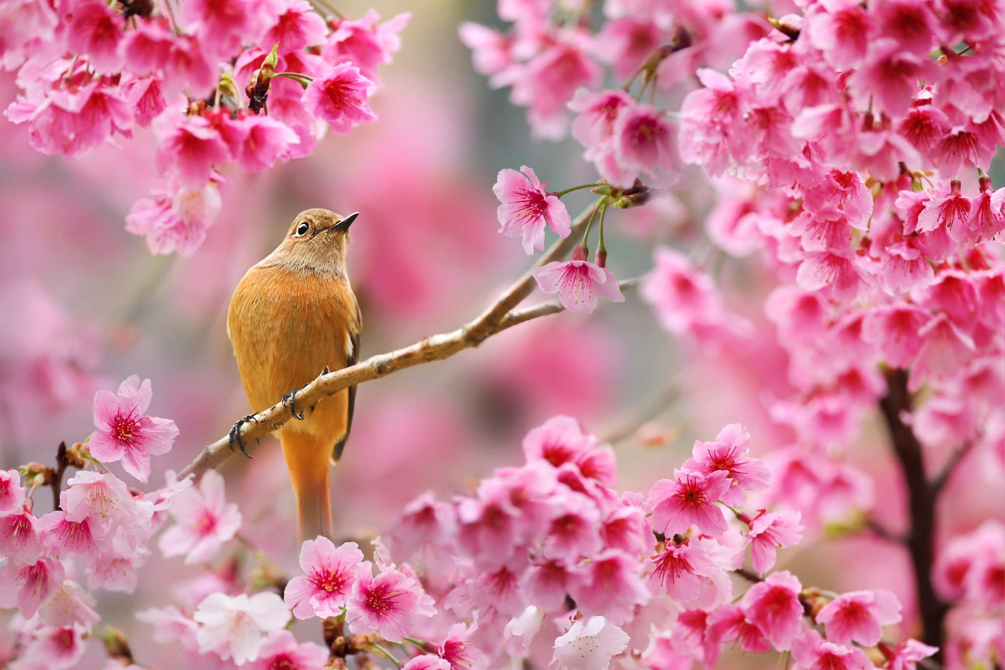 Nature Birds Animals Flowers Plants Depth Of Field Cherry Blossom Wallpaper HD