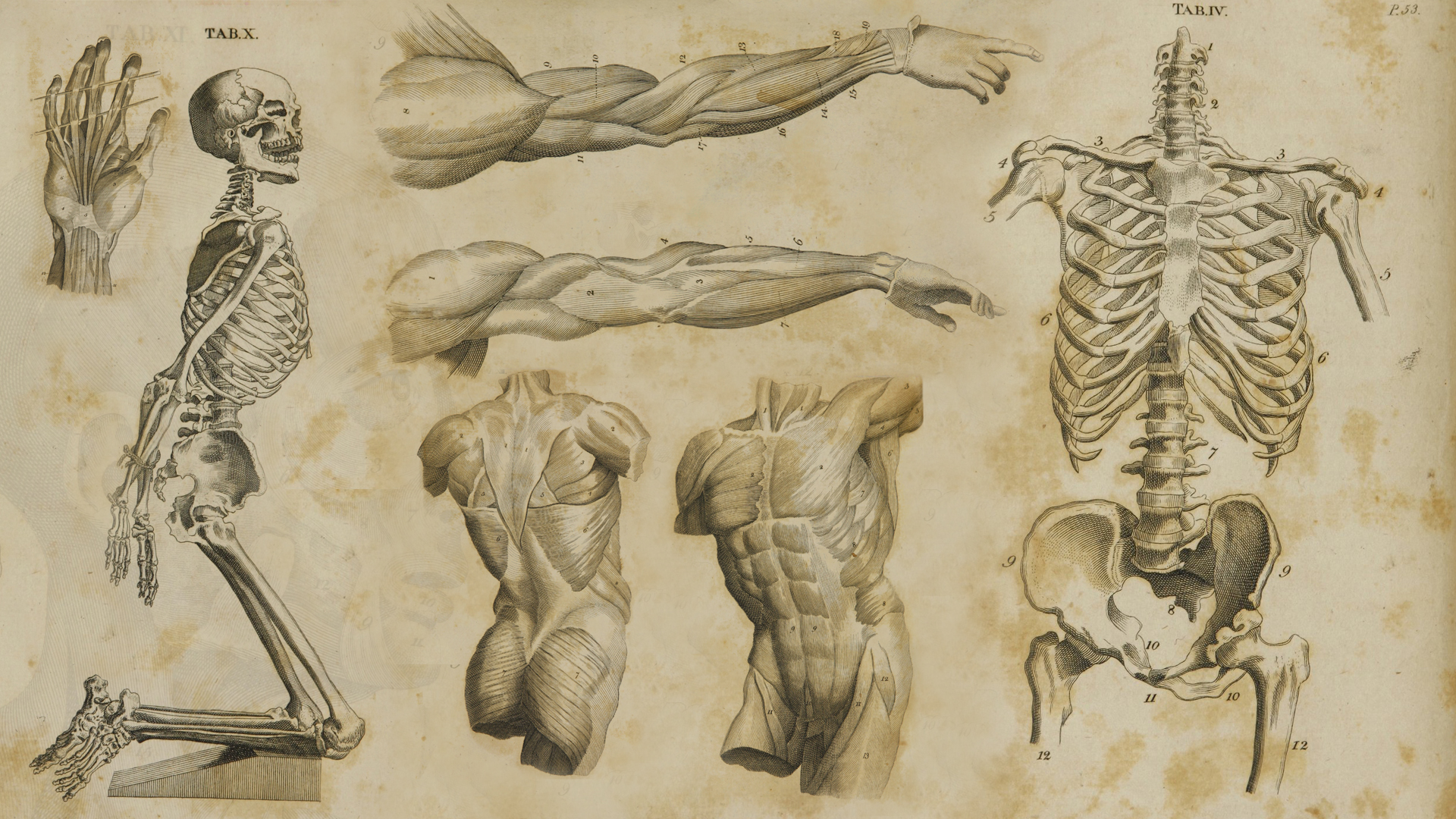 Human Anatomy Wallpaper Art 1700s anatomy wallpaper by