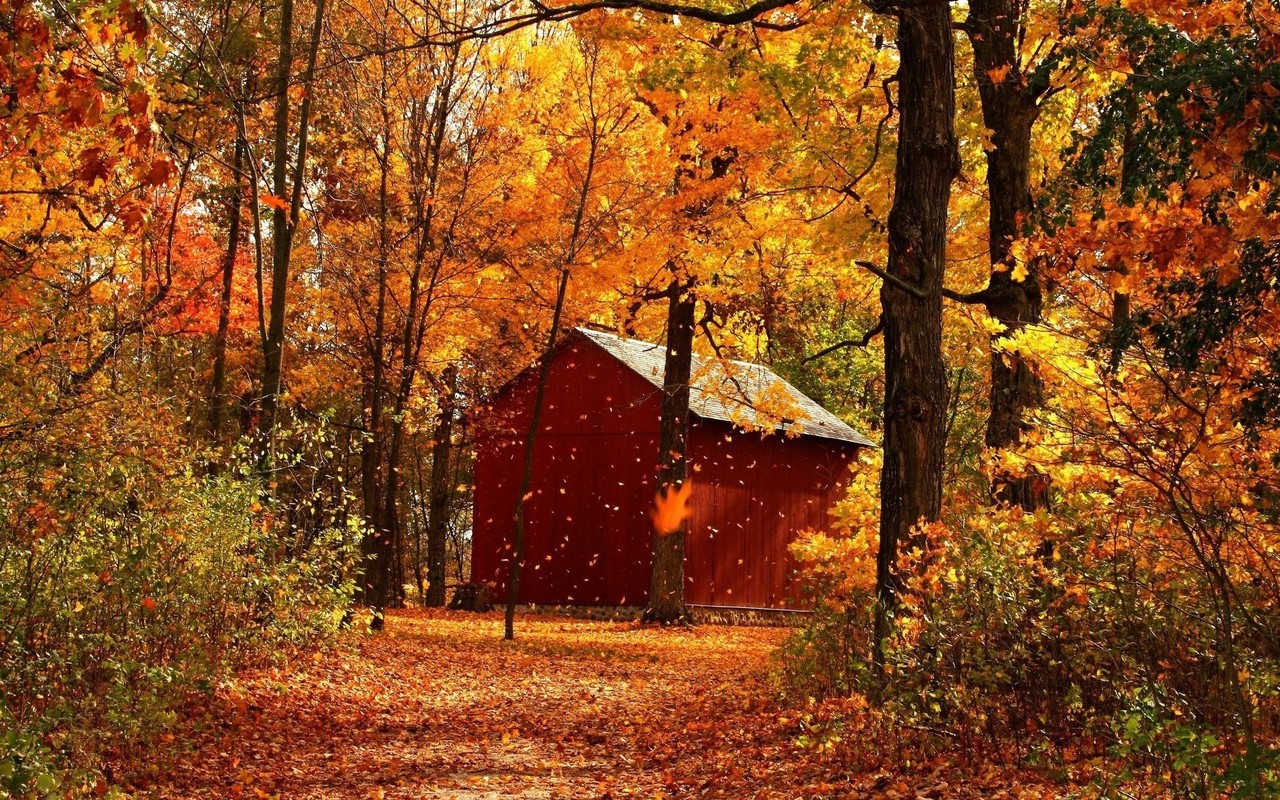 Red Barn In Autumn Forest Wallpaper