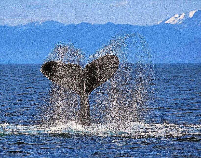 Humpback Whale Wallpaper Records