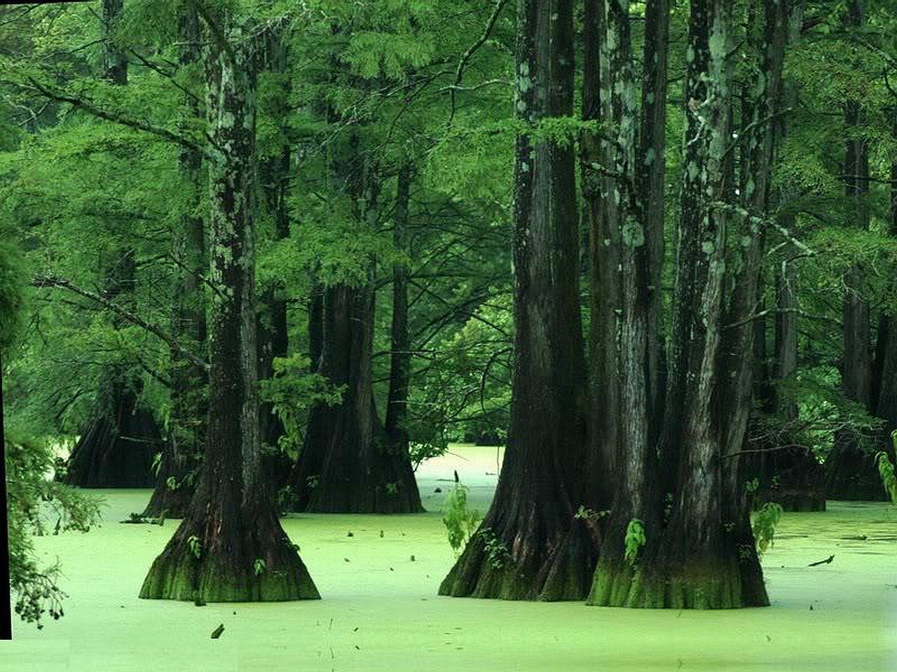 Swamp People Desktop Earth   swamp wallpaper 1280x960
