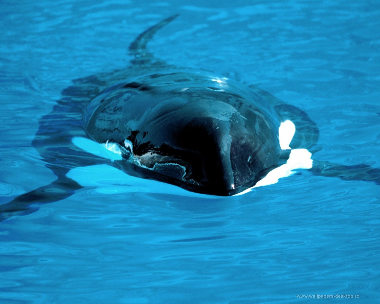 Wallpaper Desktop Ro Acvatice Ocean Silent And Deadly Killer Whale