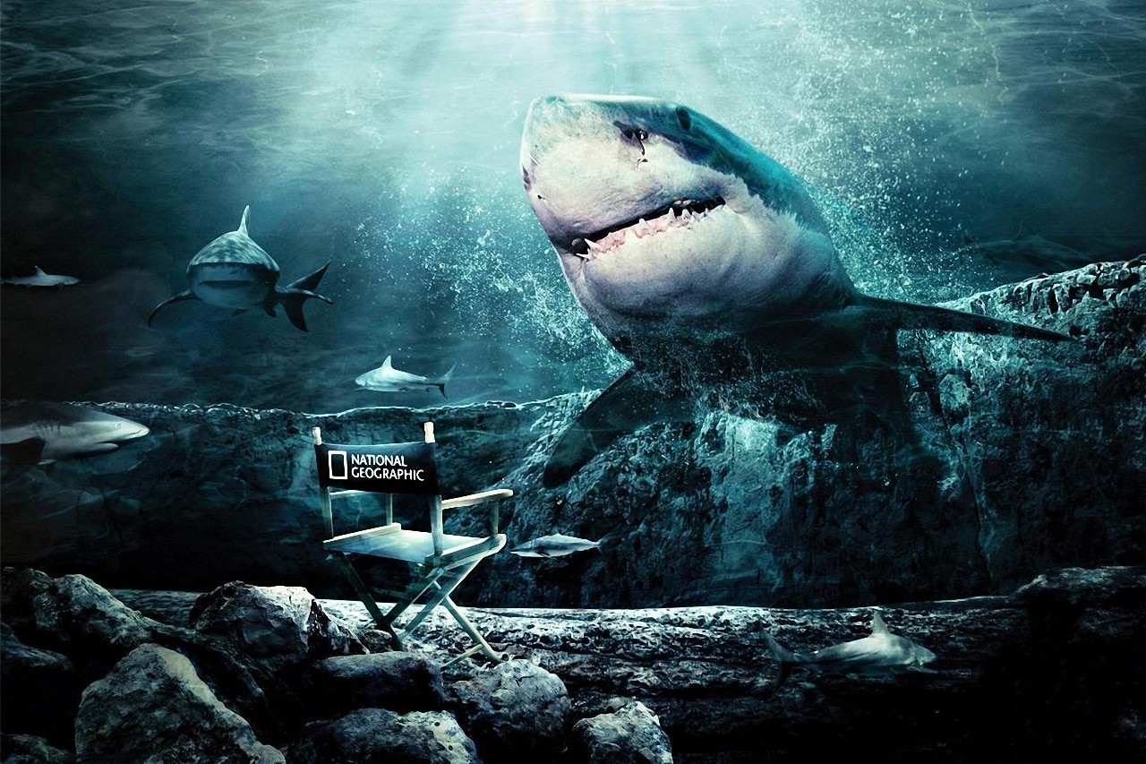 Shark Wallpaper Desktop