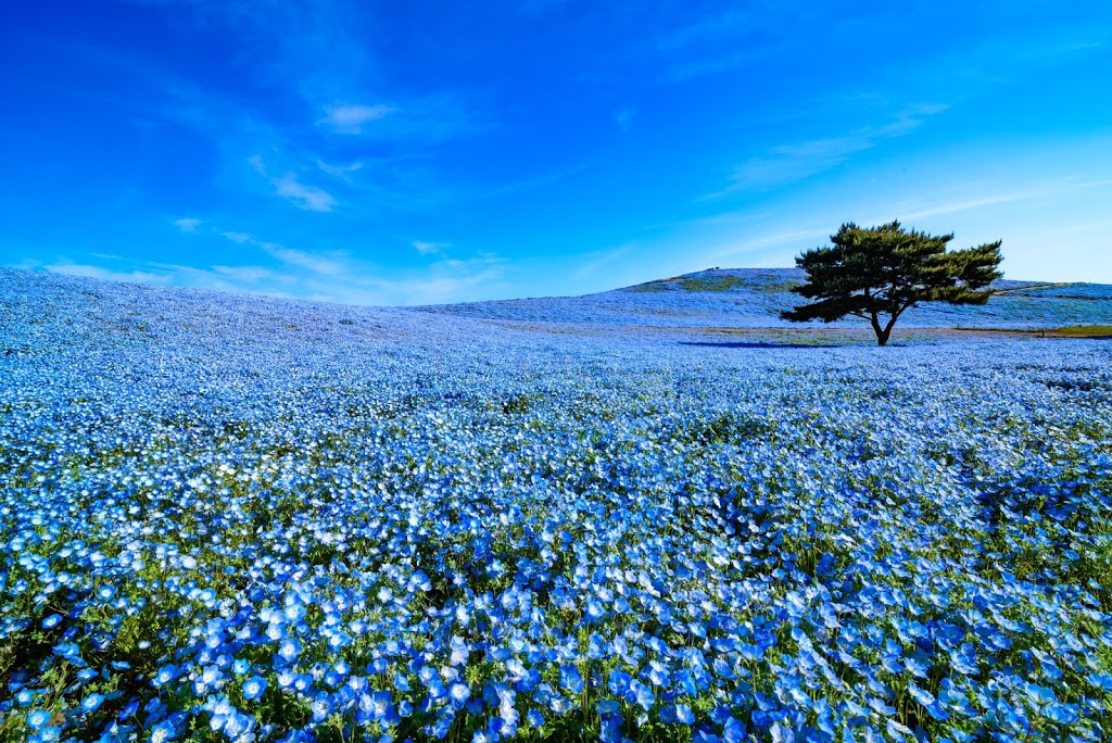 Beautiful Blue Flower Carpet Hitachi Seaside Park Tabimania Japan