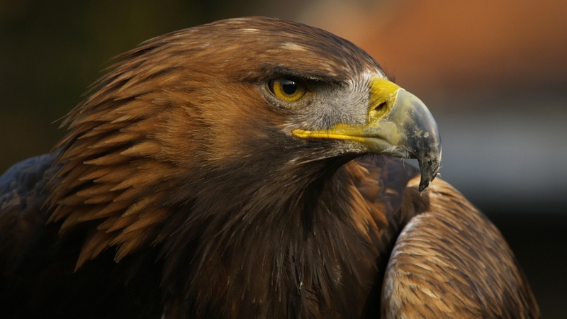 Eagles Wallpaper Birds Desktop