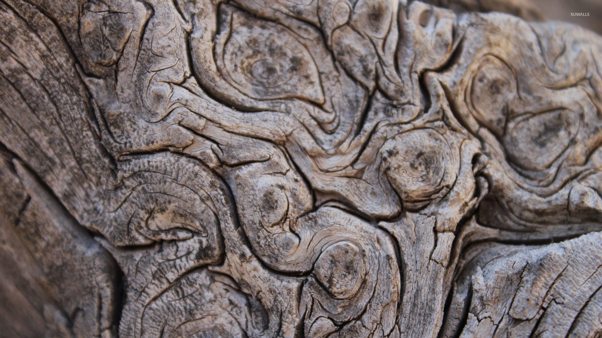 Tree Bark Wallpaper Photography
