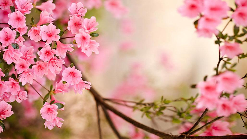 Spring Wallpaper Desktop Pink Flower