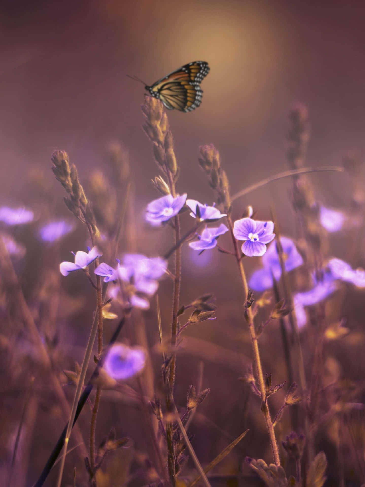 Wildflowers 4e94k4ss9ttvdk32 Wallpaper