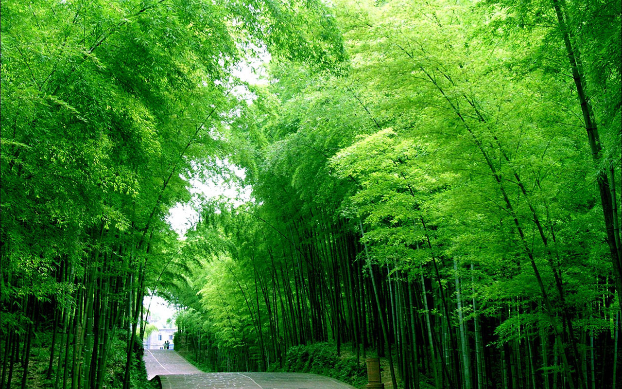 Shunan Bamboo Desktop Wallpaper Landscape