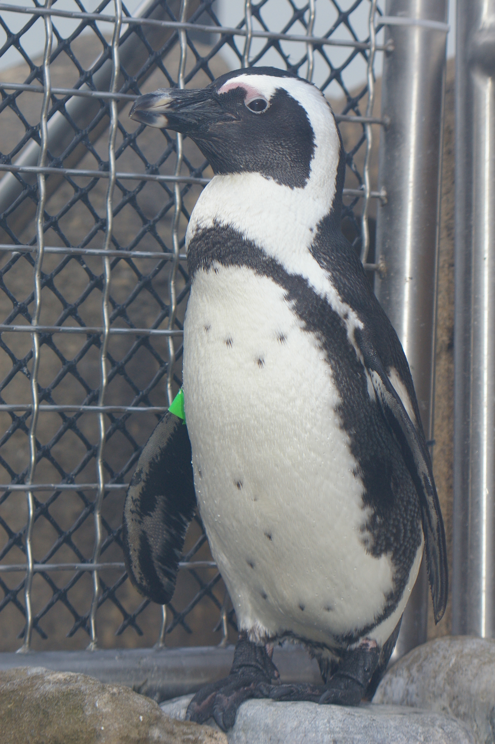 Penguins Image African Penguin At The National Aviary Hd