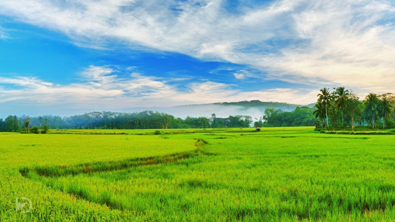 Rice Field Kerala India Amazing Earth In