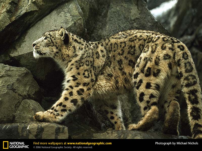 Snow Leopard Picture Desktop Wallpaper