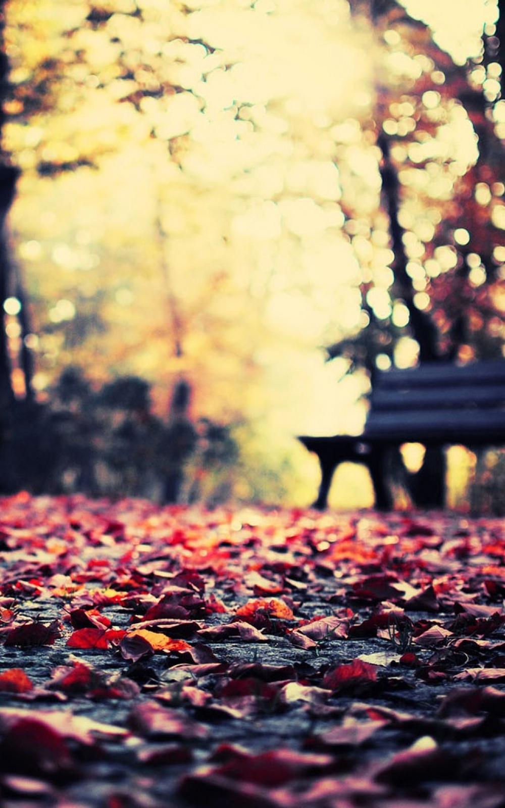 Autumn Leaves Park Bench iPhone Plus HD Wallpaper Ipod
