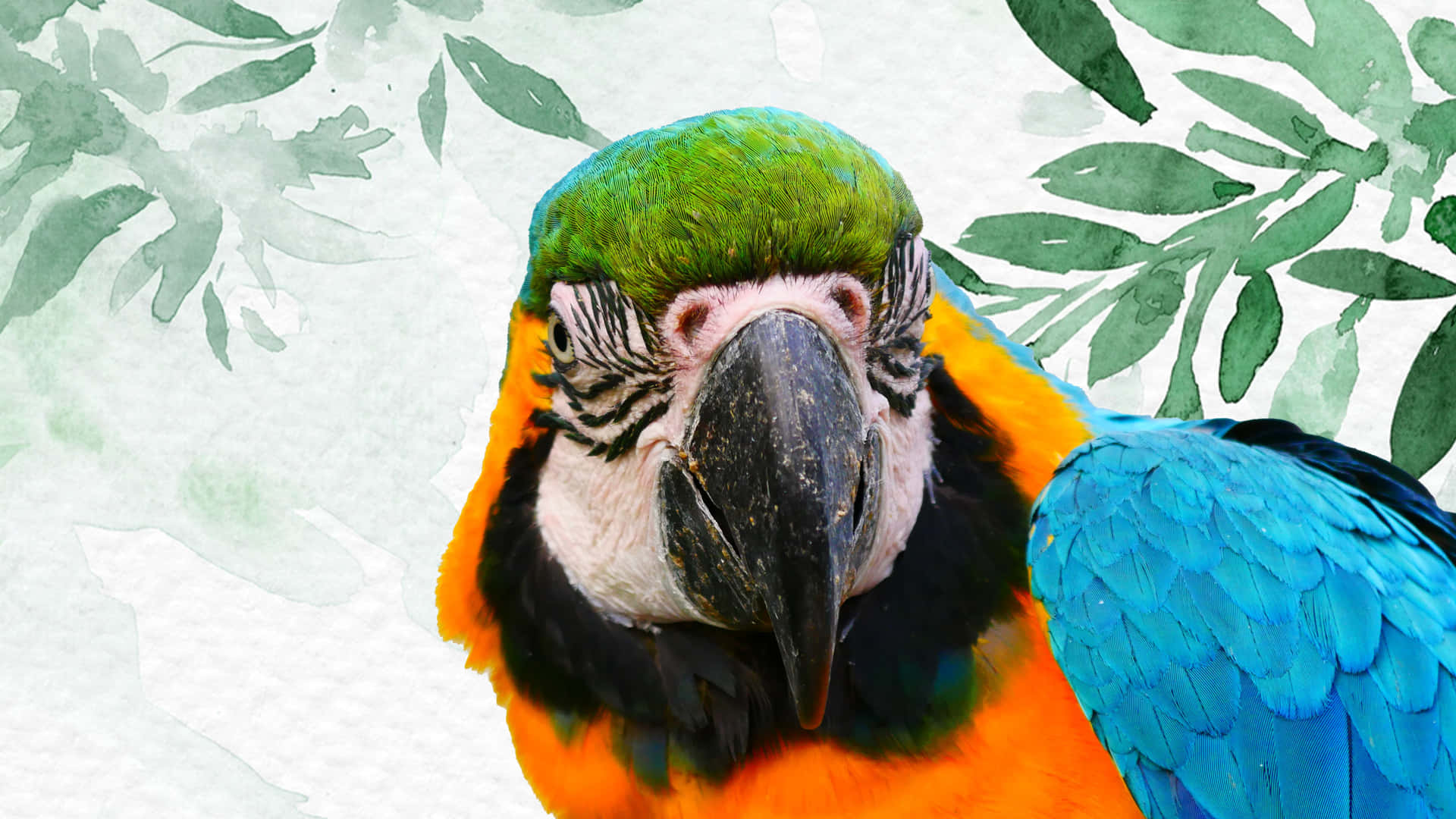 Parrot Wypi5m8i19qszn6c Wallpaper