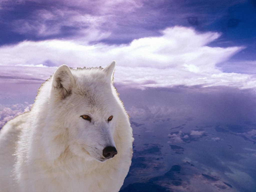 Arctic Wolf Wallpaper