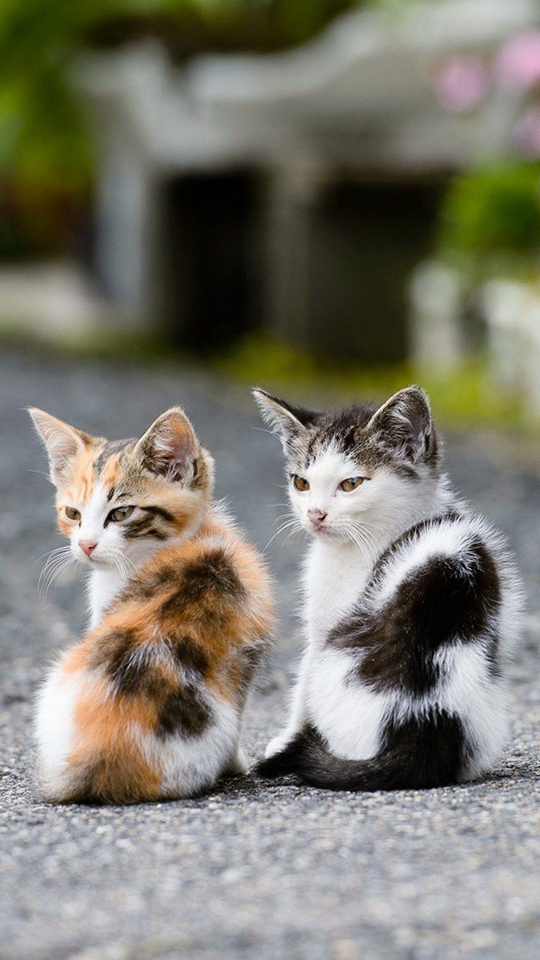 Funny Cat iPhone Wallpaper On