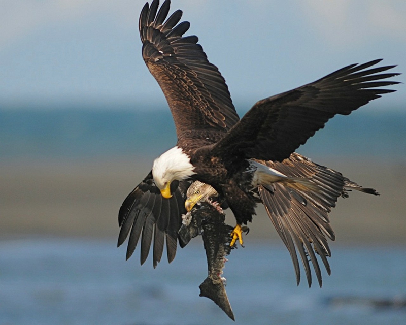 Cool Eagles Fight Animals Birds HD Desktop Wallpaper