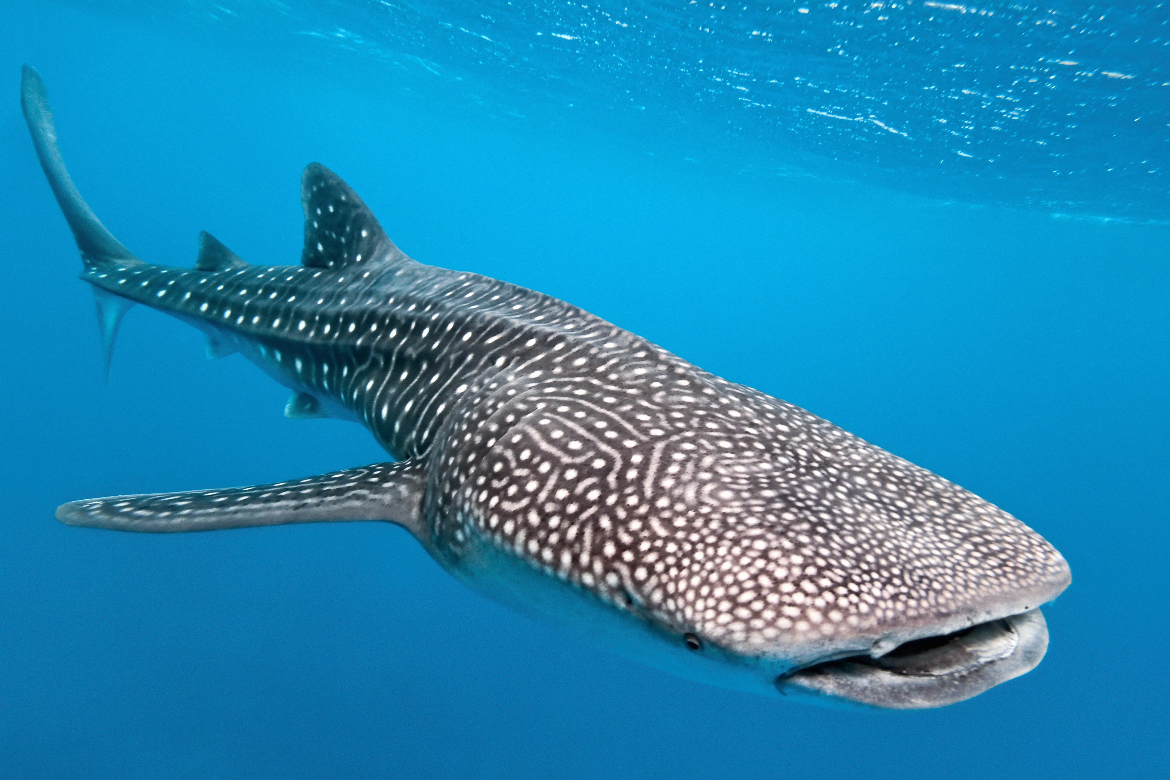 Baby Whale Shark Size Wallpaper