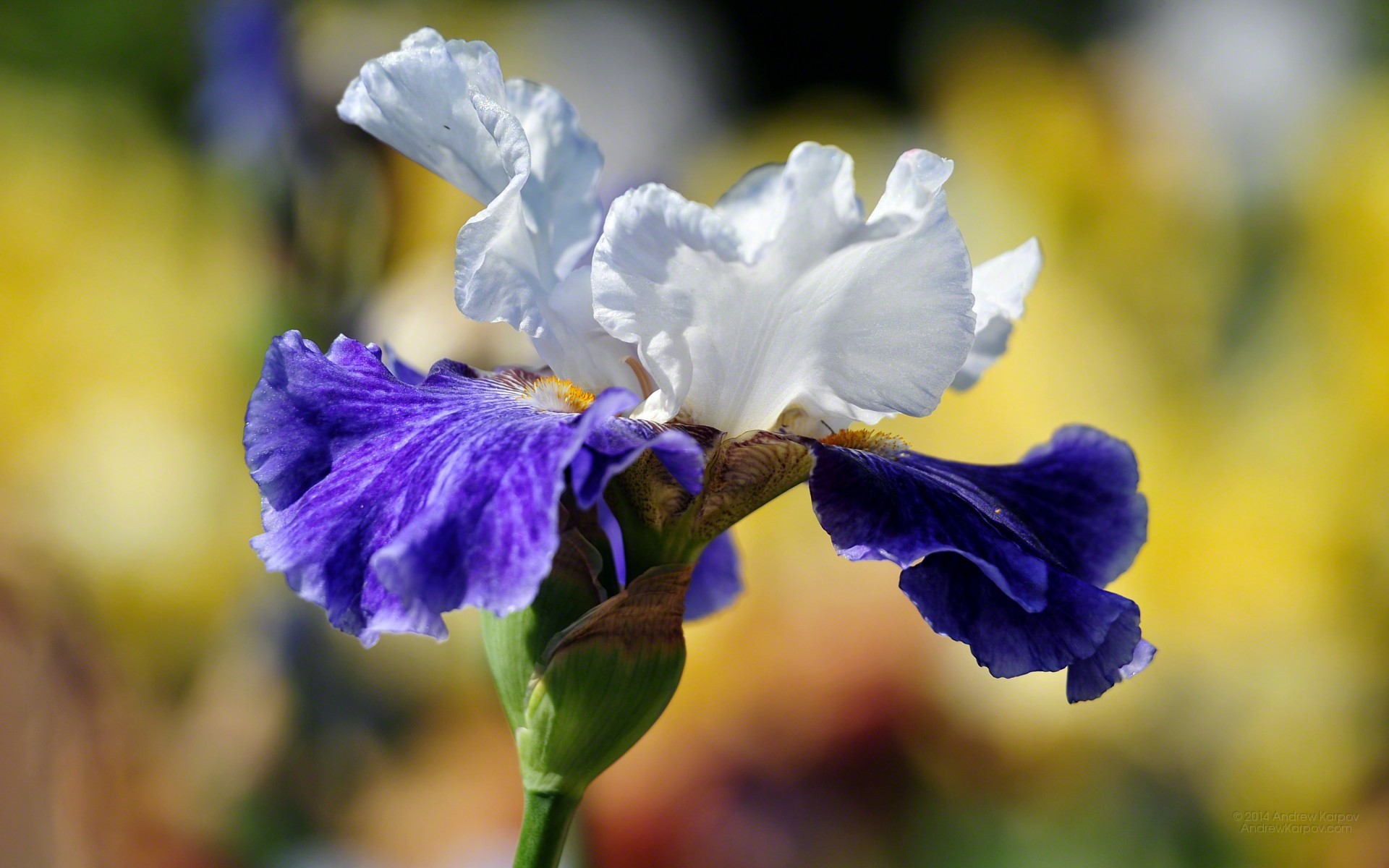 Beautiful Iris Flower Wallpaper Desktop