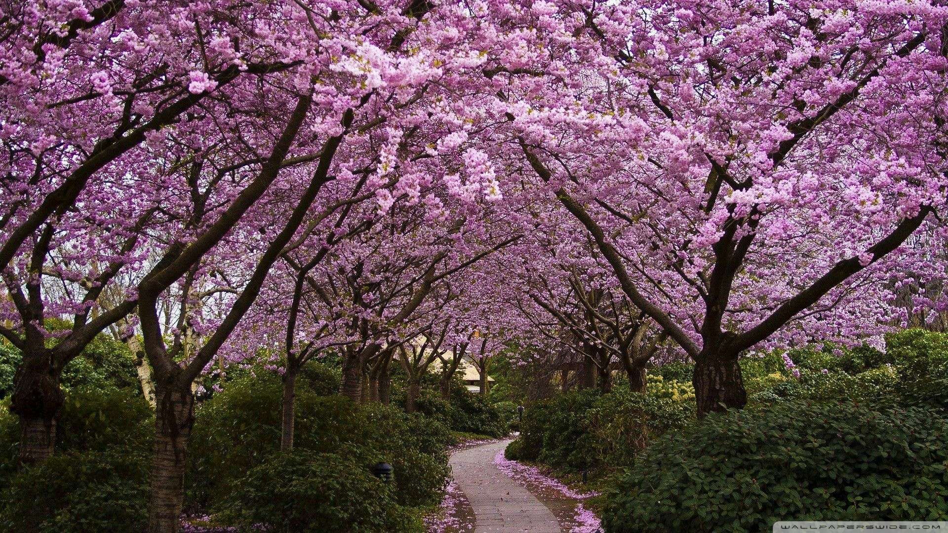 Now Spring Pink Trees Wallpaper 1080p HD Read Description