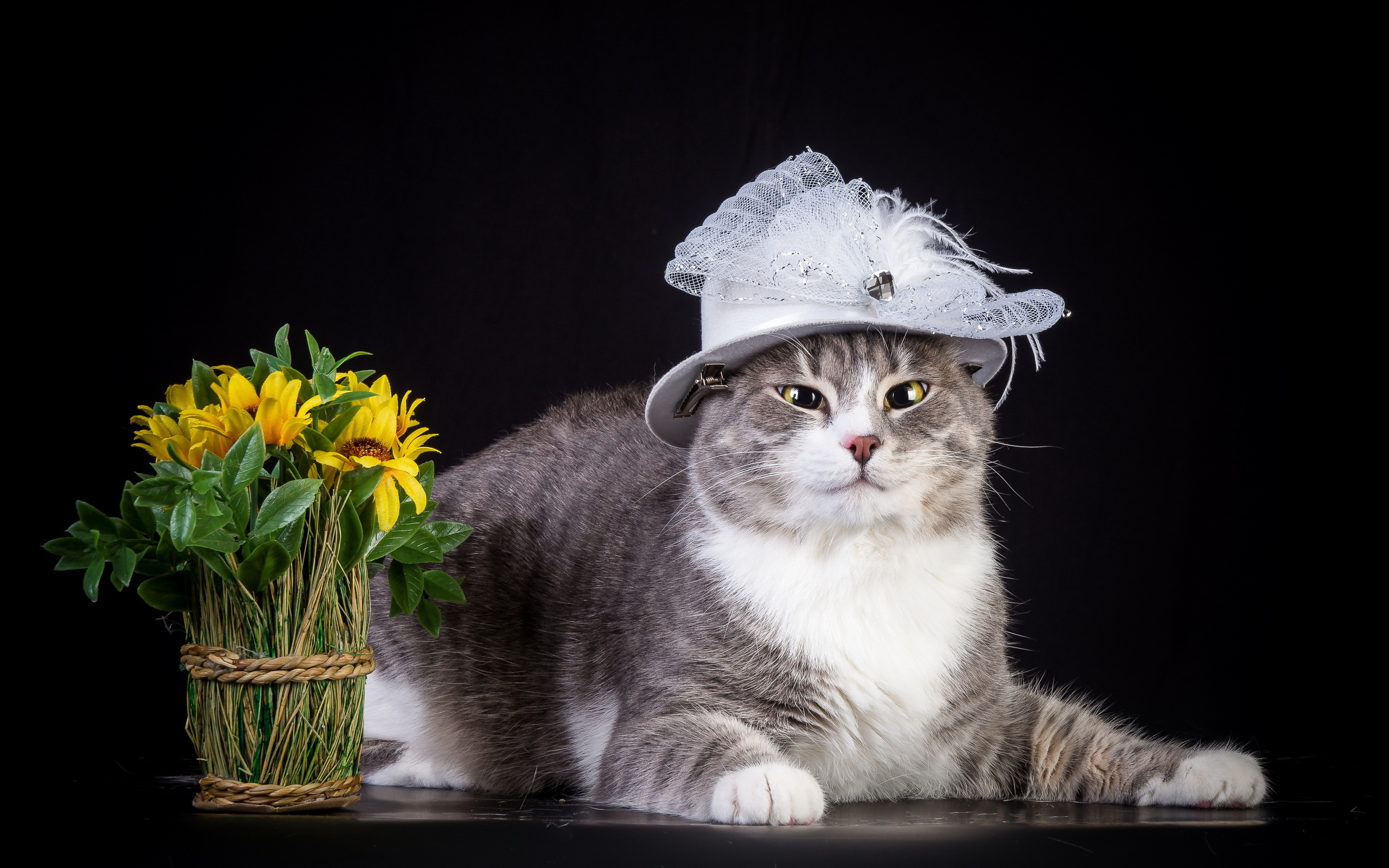 cat hat flowers wallpaper background 2560x1600