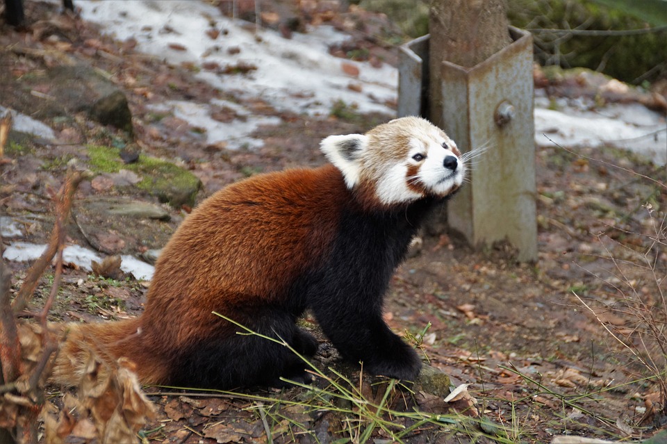 Photo Mammal Animal Zoo Wild Red Panda Max Pixel