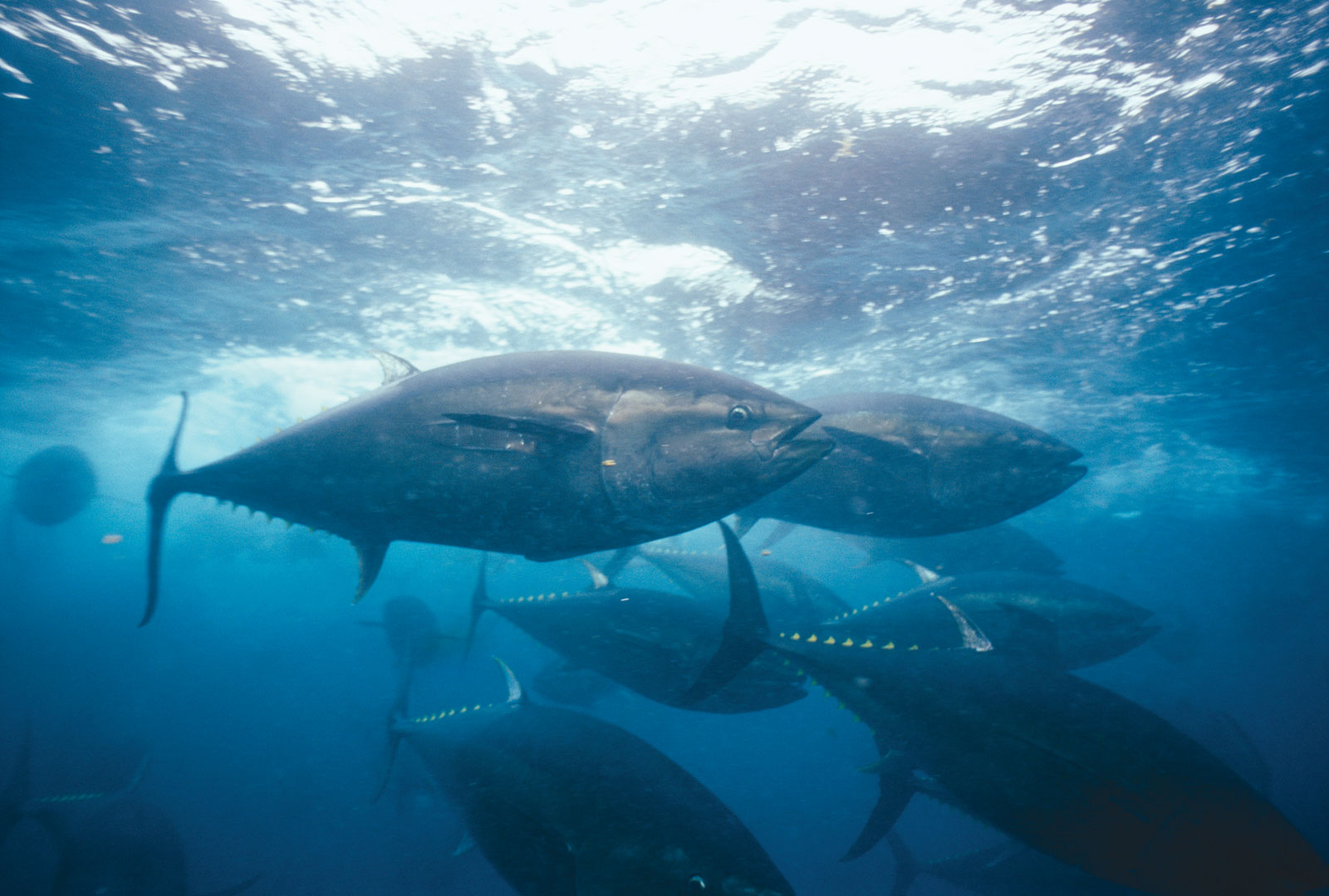 Bluefin Tuna Fish Pictures