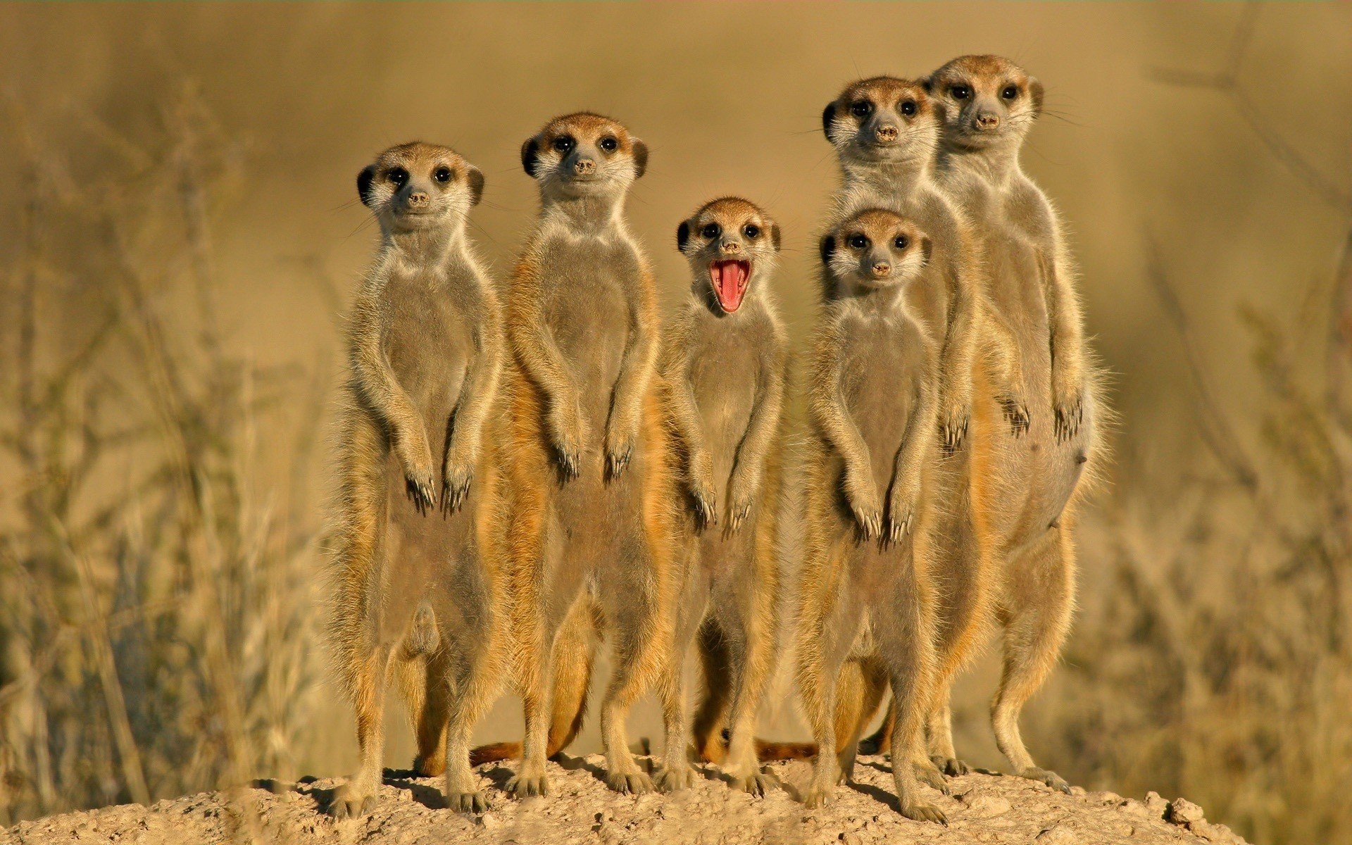 Photo Meerkat African Alert Animal Jooinn