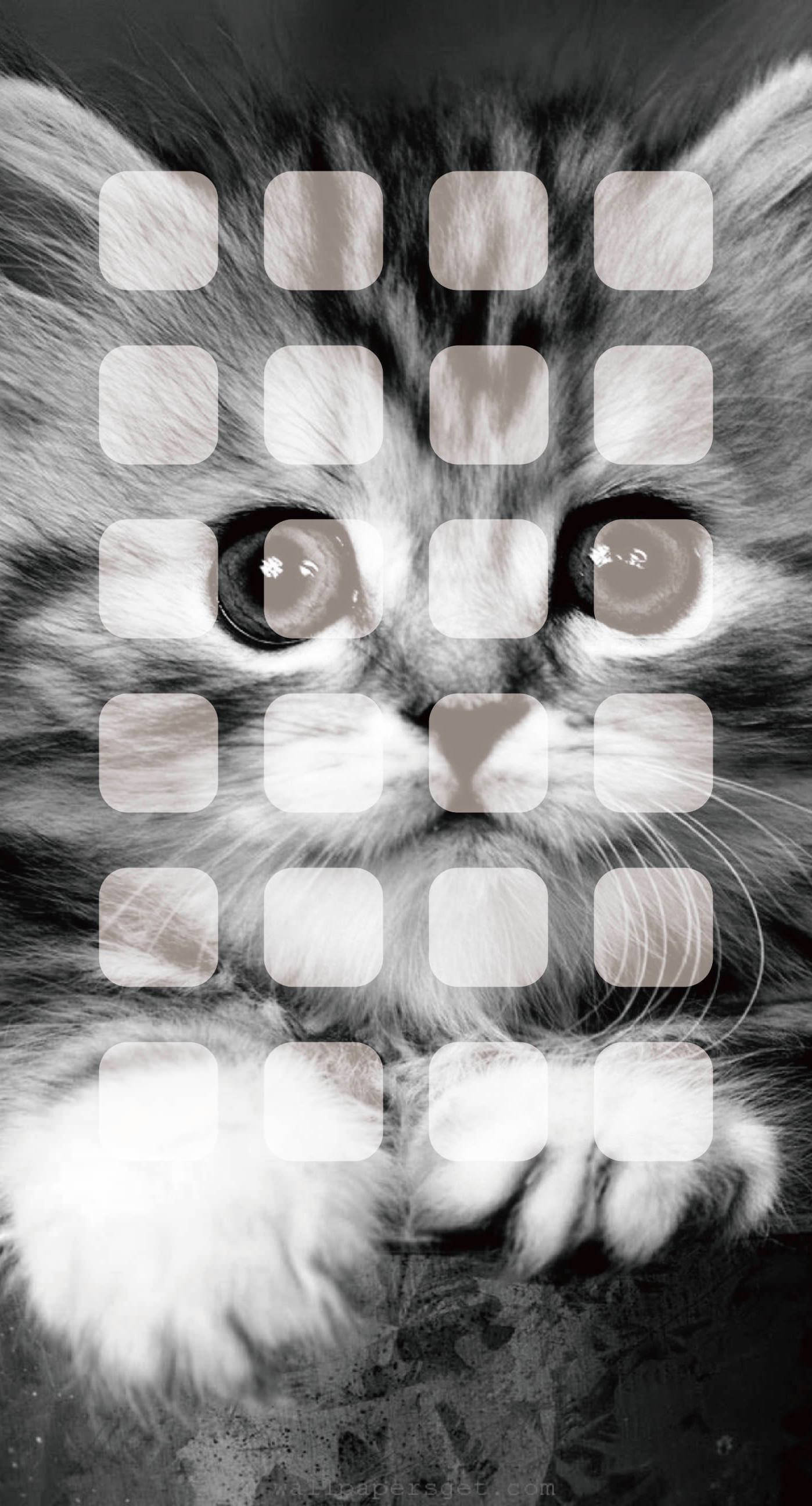 Cat iPhone Wallpaper
