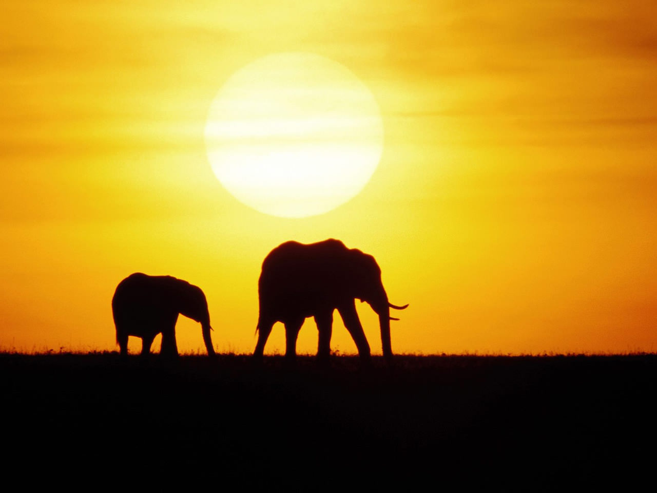 Elephant Desktop Wallpaper