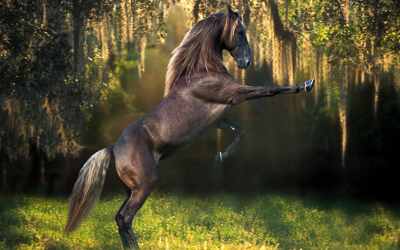 Horse Horses Live Wallpaper Amazon Es Tienda Apps Para Android