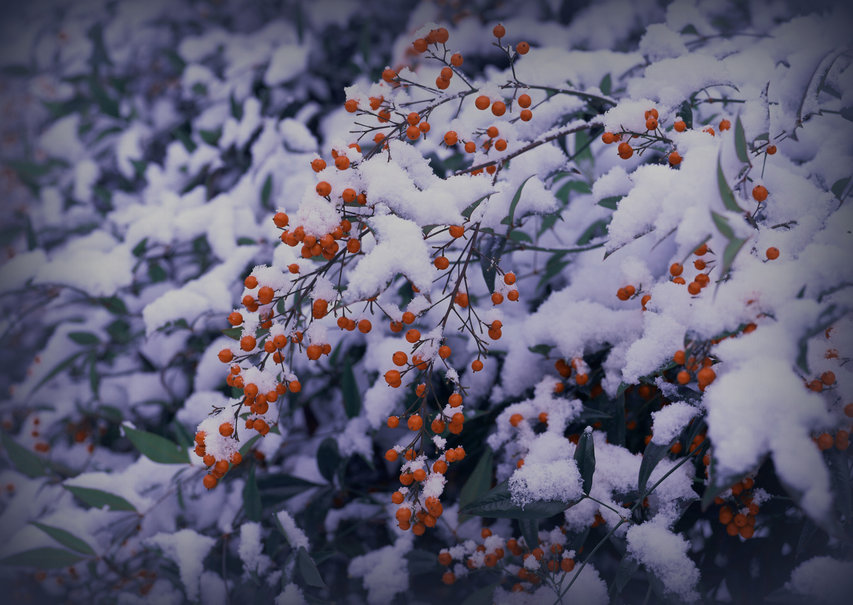 Winter Snow Berries Wallpaper