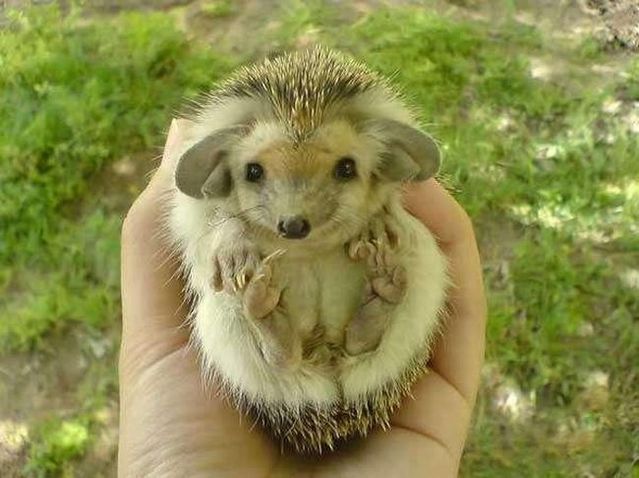 Golf Charlie Papa Cute Hedgehogs
