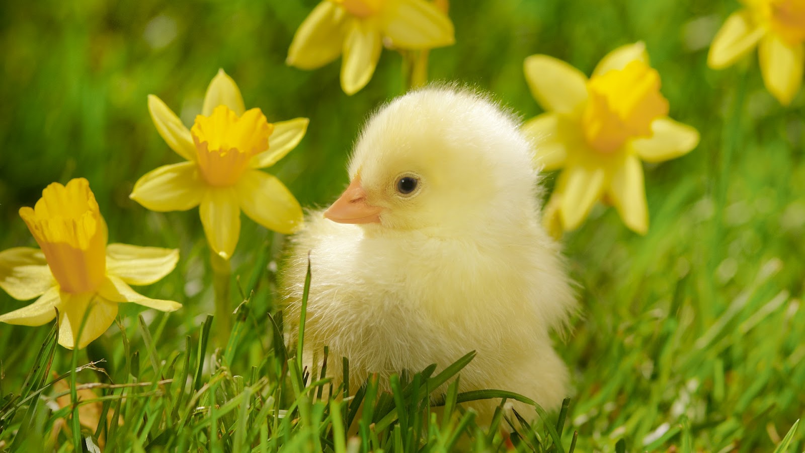 Beautiful Chick In Grass HD Wallpaper Of Animal Baby
