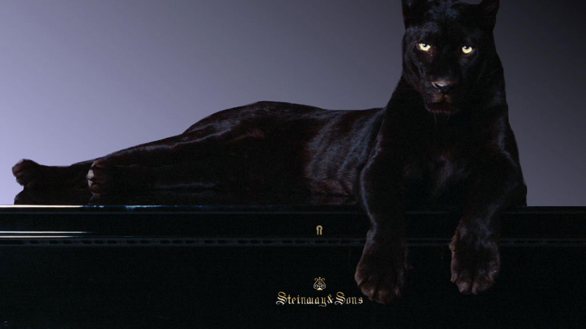 Black Panther Wallpaper