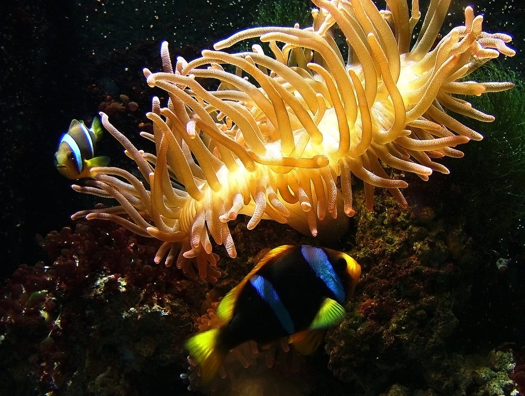 Clownfish And Sea Anemone Wallpaper Clown Fish