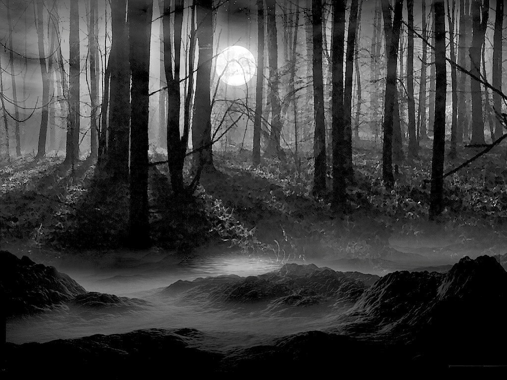 Forest Background Black And White Wallpaper HD