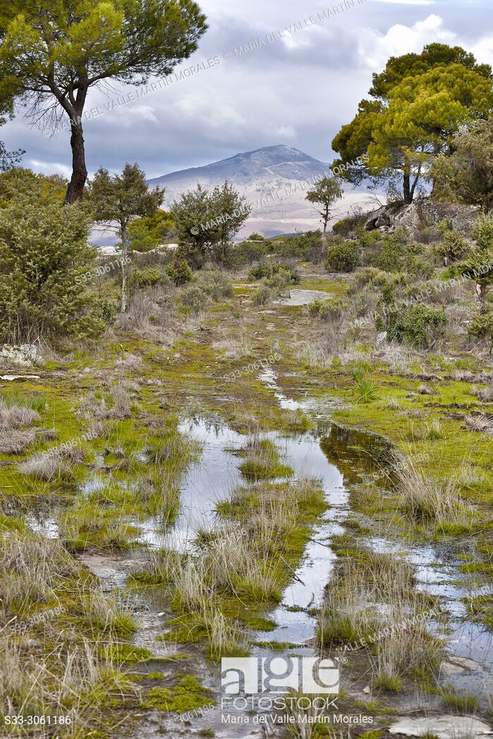 Puddles And Pines In The Piquillo Casillas Peak On