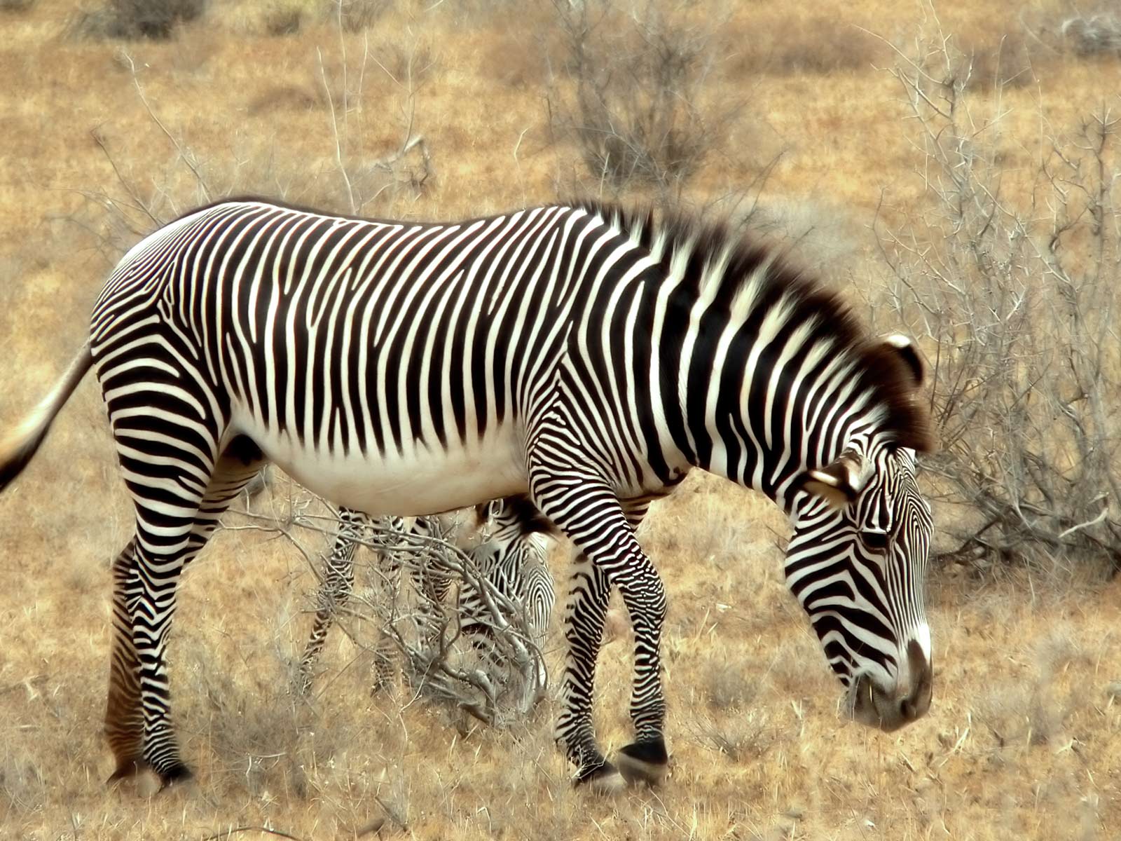Zebra Africa HD Desktop Wallpaper High Quality