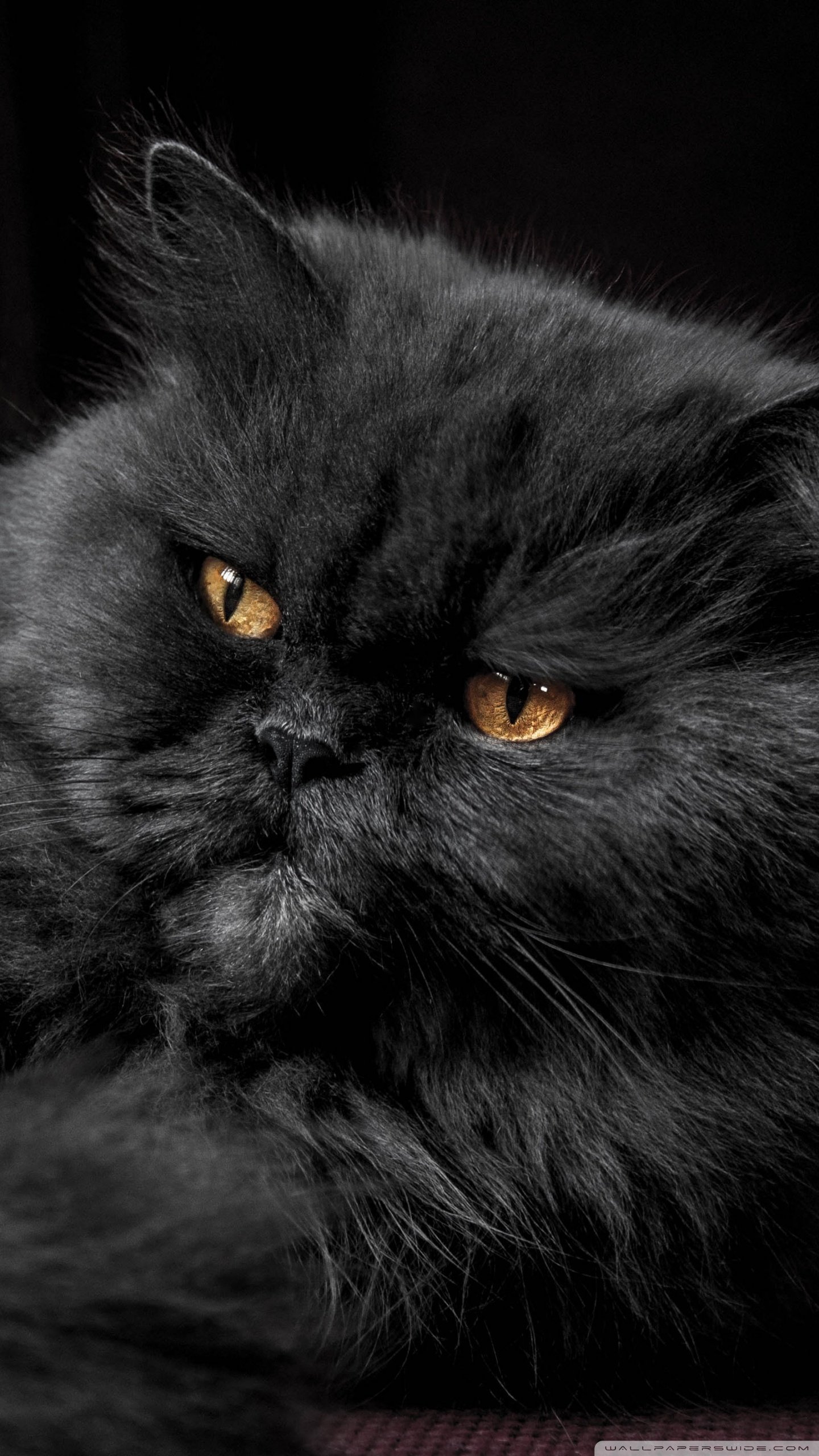 Free download Beautiful Persian Cat Ultra HD Desktop Background Wallpaper  for 4K [1440x2560] for your Desktop, Mobile & Tablet | Explore 15+ Black Persian  Cat Wallpapers | Wallpaper Black Cat, Black Cat