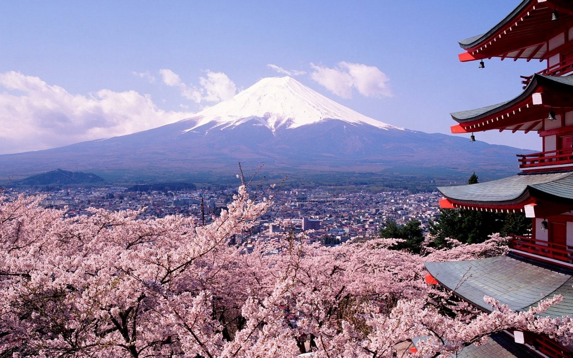 Japan Mount Fuji Cherry Blossoms Wallpaper Art HD