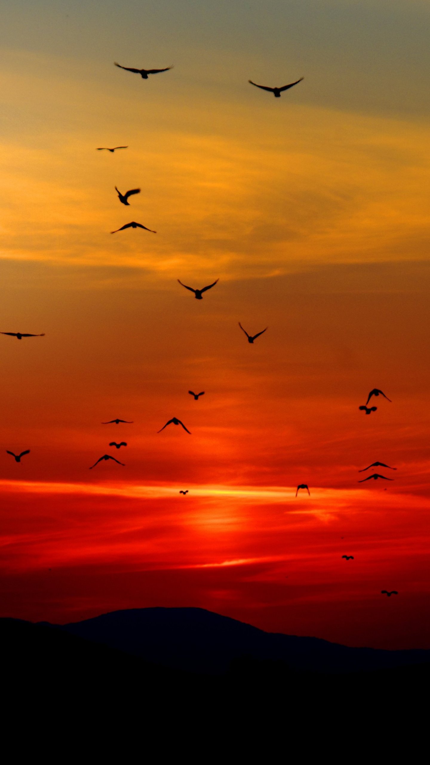 Birds in Sunset Wallpaper   iPhone Android Desktop Backgrounds