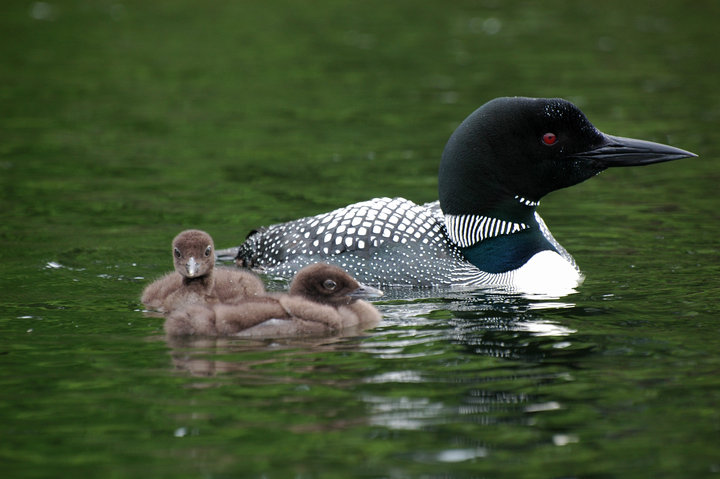 Loons With Babies He Said Typically Leave