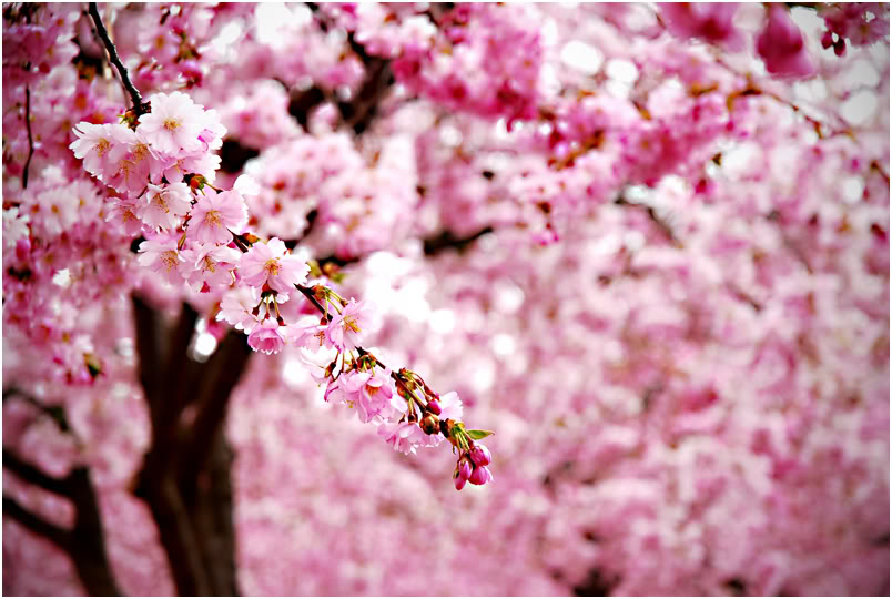 Beautiful Pink Cherry Blossom Wallpaper Colors Photo