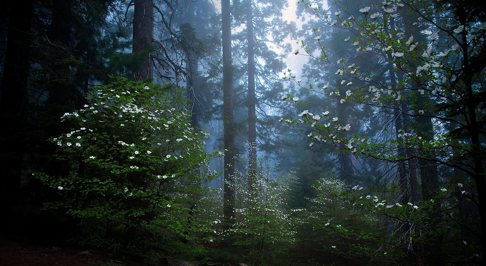 Sequoia national park HQ WALLPAPER   101957