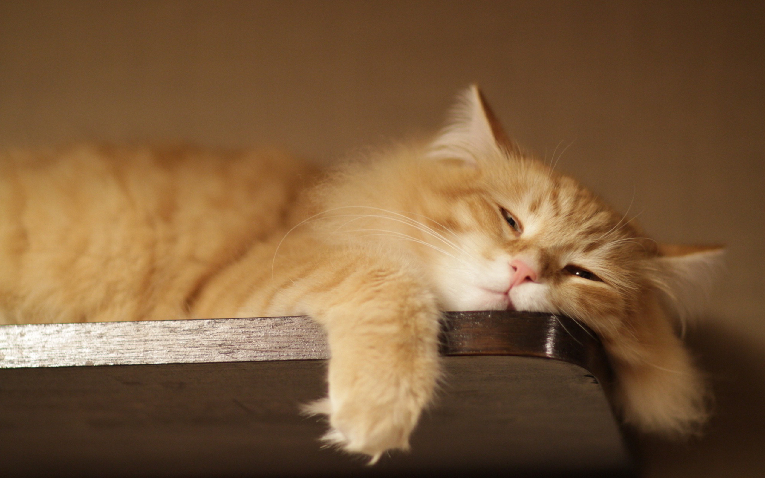 Funny Lazy Cat HD Desktop Wallpaper 4k