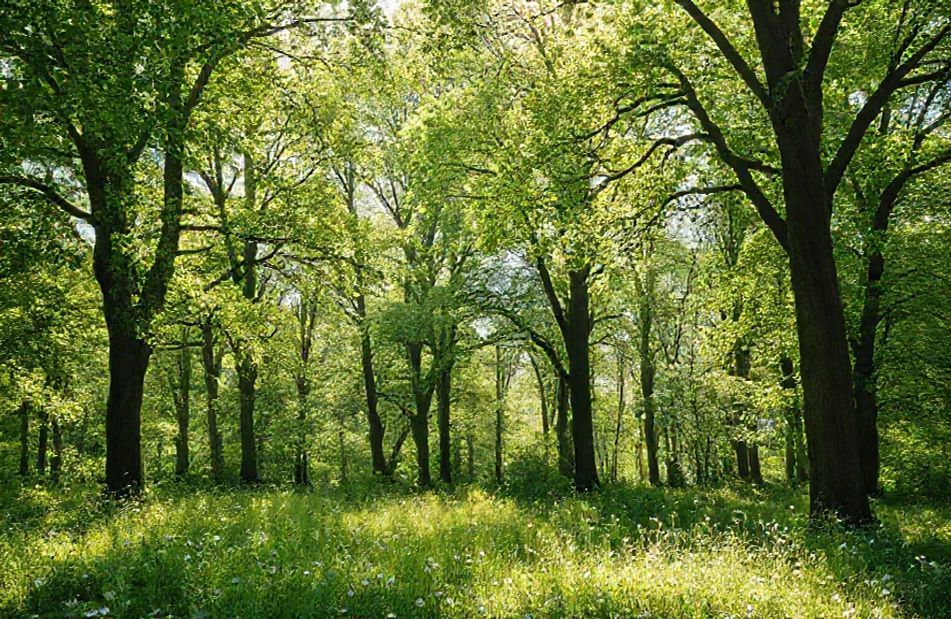 Wallpaper Aesthetic Green